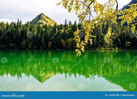Mountain Autumn Green Siberia Lake With Reflection And The Branch Of A