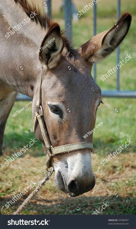 Portrait Gentle Grey Donkey Stock Photo 18788707 Shutterstock