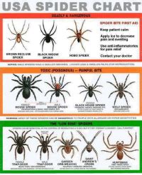 Black widow spider bite can be dangerous and cause serious difficulties. USA SPIDER CHART DEADLY & DANGEROUS SPIDER BITE FIRST AID ...