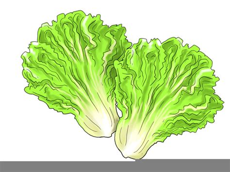 Romaine Lettuce Clipart Free Images At Vector Clip Art