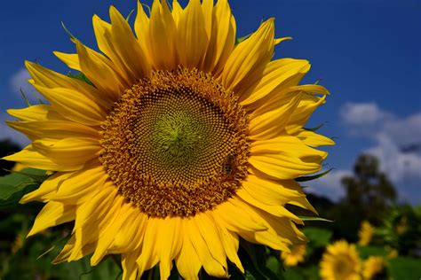 Free Picture Sunflower Flower Summer Plant Field Agriculture Petal