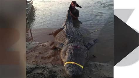 Monster Record Breaking Alligators Caught On Same Day