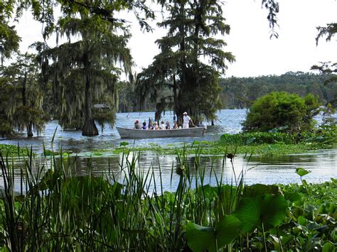 Cajun Country Swamp Tours 2 Photograph By Larry Eddy