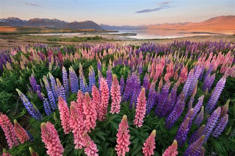 Blooming Lupins On The Coast Of Lake Tekapo In New Zealand Places To