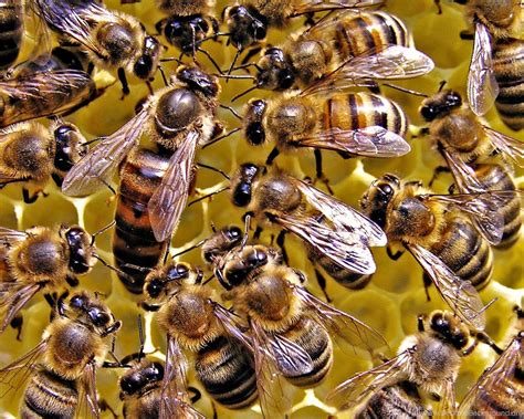 Queen Honey Bee Wallpaper Desktop Background