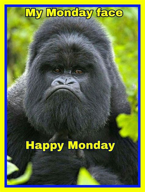 Happy Monday Animal Captions Monday Face Funny Animal Pictures