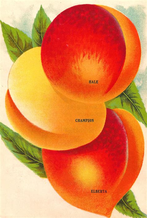 Antique Images Vintage Fruit Peach Clip Art 3 Varieties Of Peaches