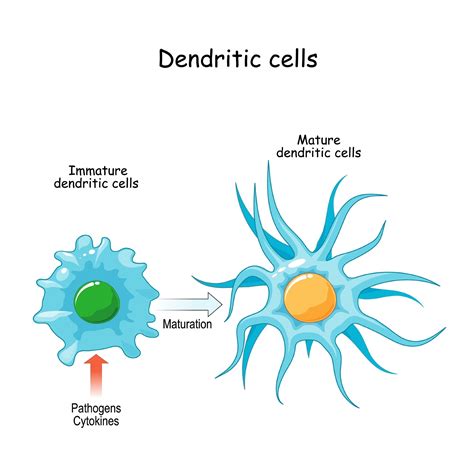 What Are Dendritic Cells