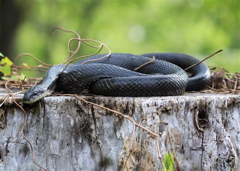 Crows Nest Black Rat Snake Natural Lands