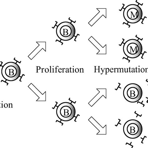 The Clonal Selection Principle Download Scientific Diagram