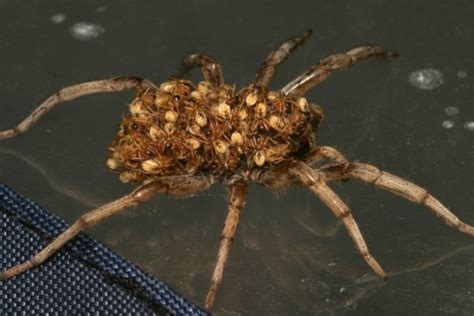 Big Burrowing Wolf Spider With Babies The Backyard Arthropod Project
