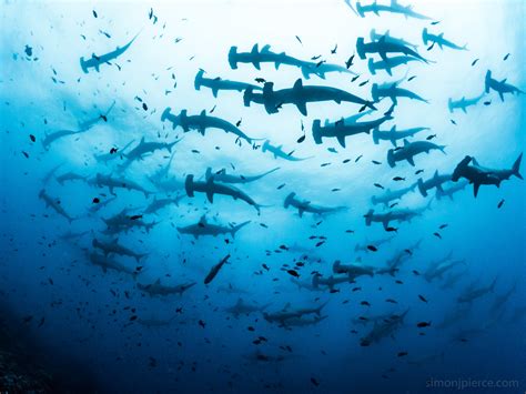 Hammerhead Sharks Wallpapers 58 Pictures