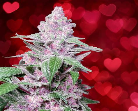 7 Best Strains For Sex Sensi Seeds