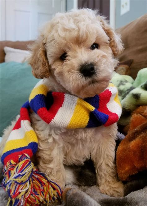 He is a delightful little puppy who is always ready for fun! Cavapoo Puppies For Sale Northern Virginia - Animal Friends