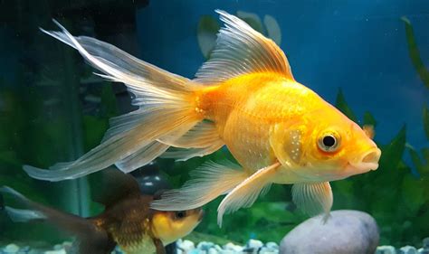 Goldfish Nutrition Facts Bios Pics