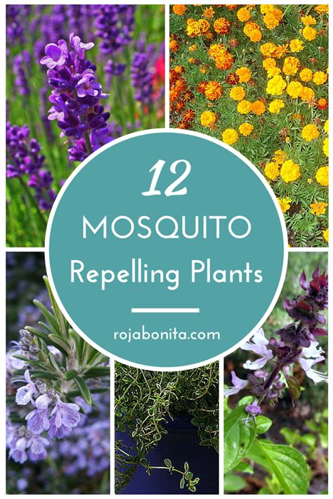 12 Gorgeous Mosquito Repelling Plants Dress Up Your Patio And Enjoy