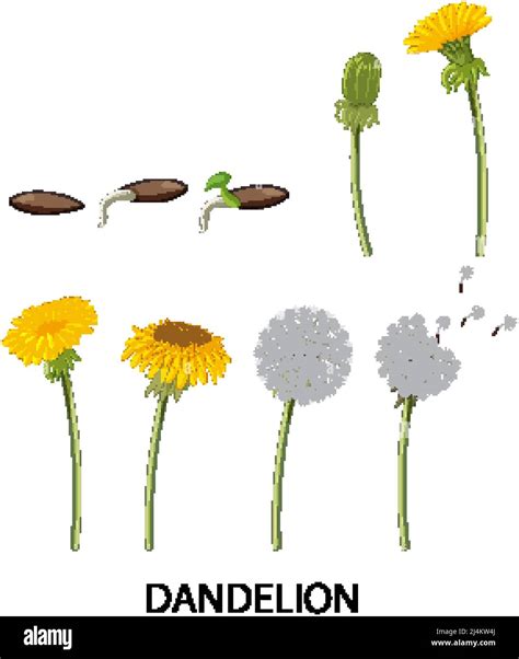 Set Of Dandelion Life Cycle Illustration Stock Vector Image And Art Alamy