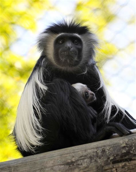 The Cute File Disneys Animal Kingdom Welcomes Baby Colobus Monkey