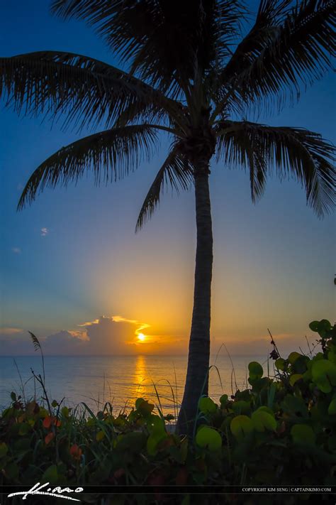 Sunrise Ocean With Coconut Tree From Jupiter Island