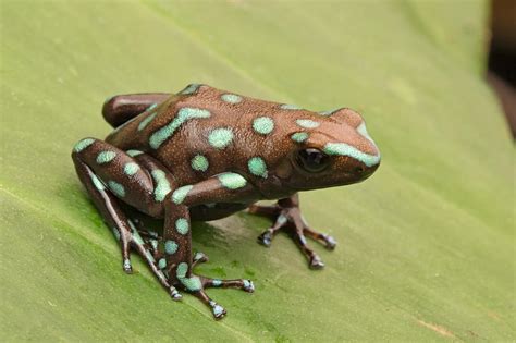 Exotic Poison Dart Frog Panama Photograph By Dirk Ercken Fine Art America