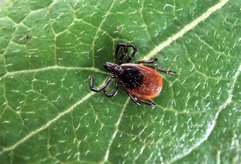 Potential Treatment For Lyme Disease Kills Bacteria That May Cause