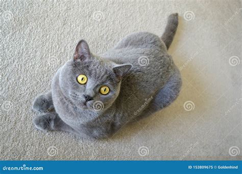 British Shorthair Cat With Blue Gray Fur Stock Image Image Of Kitten