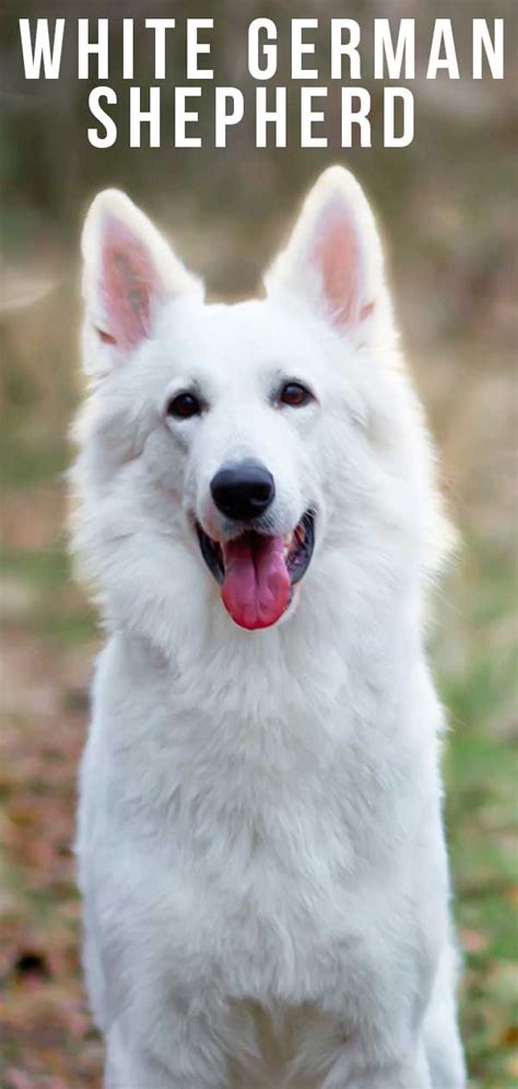 Our dogs are very healthy. White German Shepherd Dog - A Complete Guide To A Snowy ...