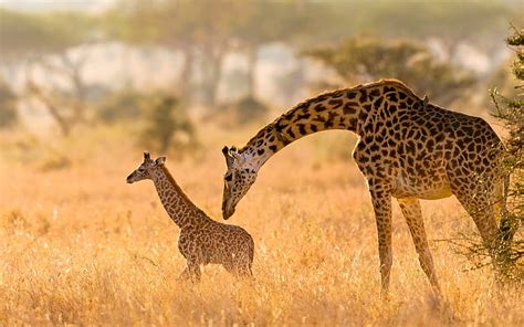 Mother And Baby Giraffes Giraffe Baby Mother Animals Hd Wallpaper