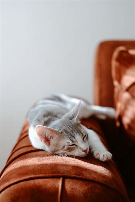 4 Tips And Tricks On How To Get Your Cat To Sleep With You