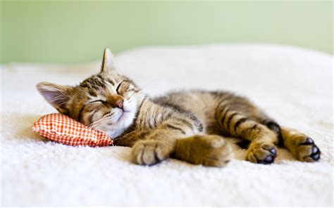 Download Wallpapers Cute Cat Sleeping Cat Lazy Animals Pets Cat
