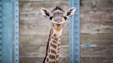 Second Baby Giraffe Born In 2 Weeks At Houston Zoo