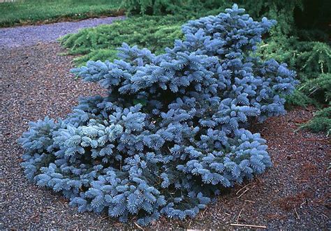 Blue Dwarf Evergreen With Images Plants Conifers Garden Conifer