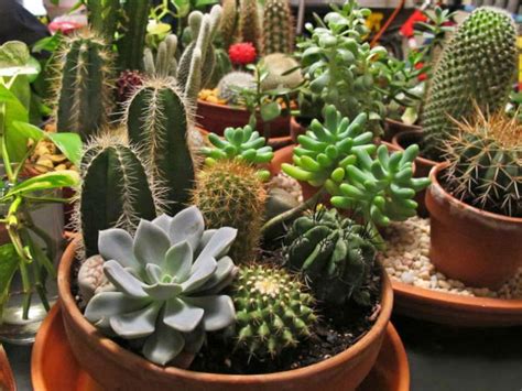 Did you scroll all this way to get facts about large cactus plant? Buy Cactus and Succulent Plants Online From MyBageecha at ...
