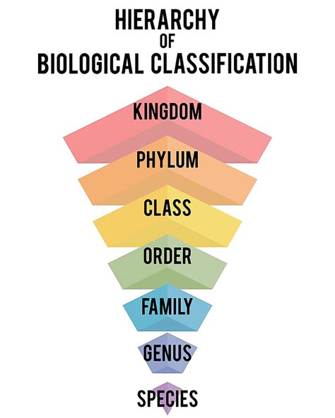 每日一词：生物学分类 Biological Classification 知乎