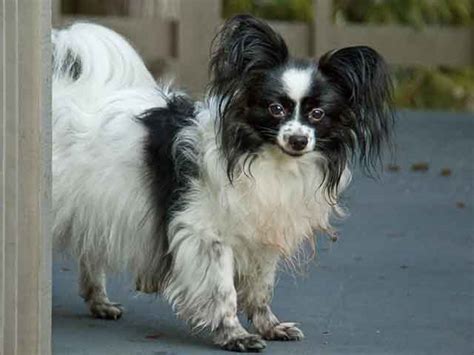 Small Papillon Dog Biological Science Picture Directory