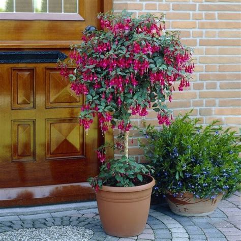 Buy Flowering Standard Fuchsia Tree Online At Cherry Lane