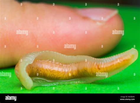 Worm Tongue High Resolution Stock Photography And Images Alamy