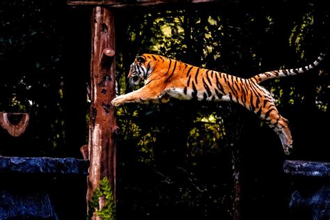 How High And Far Can Tigers Jump A Z Animals