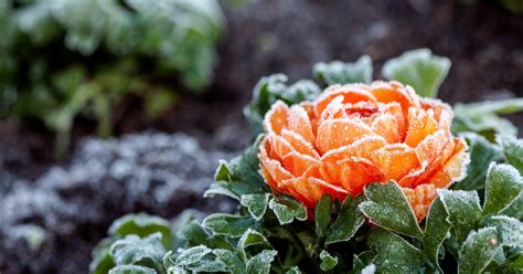 10 Winter Blooming Flowers That Brighten Your Garden In The Darkest