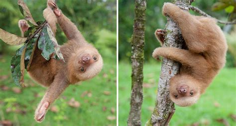 This Sloth Institute Looks After Baby Sloths That Lost Their Moms