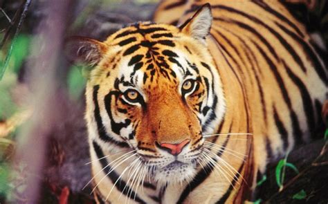 Handsome Tiger Animals Photo 34916511 Fanpop