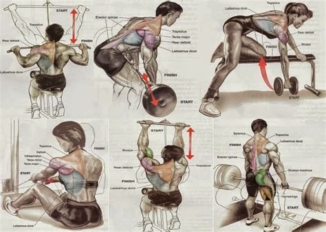 The deadlift remains one of the most popular bodybuilding exercises of all time. Beginner bodybuilders - Back exercises for mass - all ...