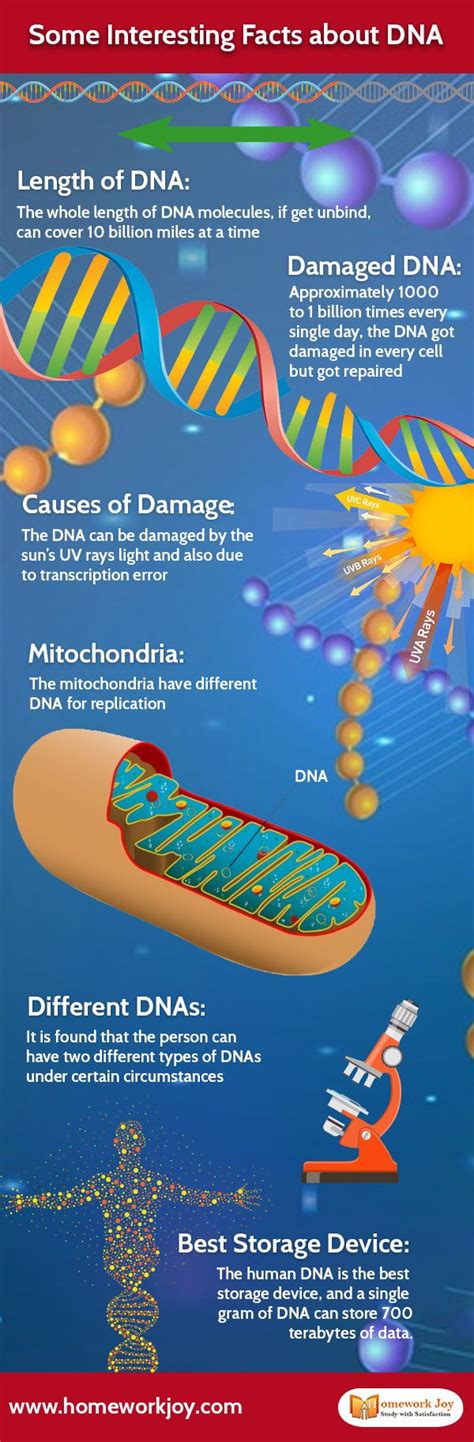 Dna Is A Long Molecule That Stores The Genetic And Hereditary