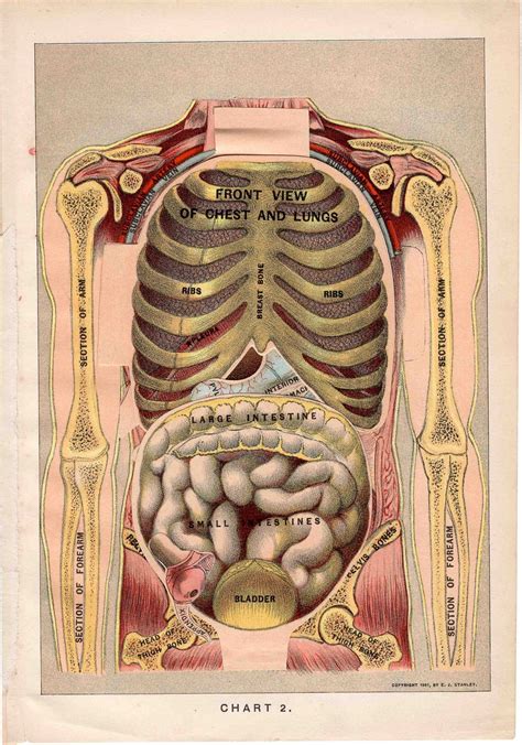 1901 Human Anatomy Original Antique Medical Organs Print