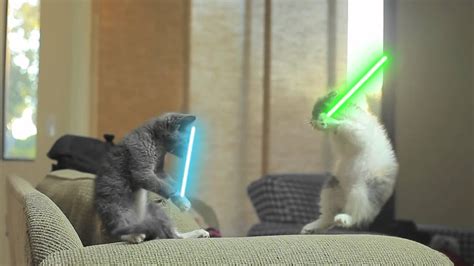 Jedi Kittens A Luta Do Gatos Youtube