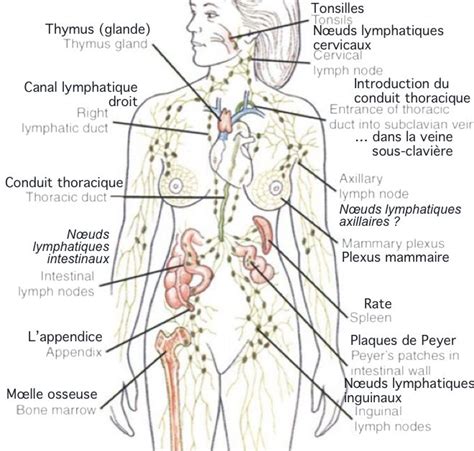 Appareil Lymphatique Lymphatique Organes Corps Humain Anatomie