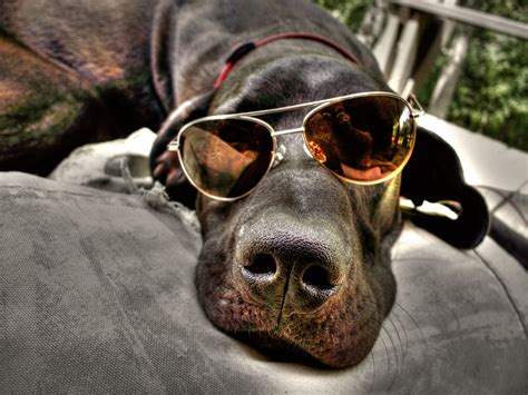 45 Cool Wallpapers Of Dogs