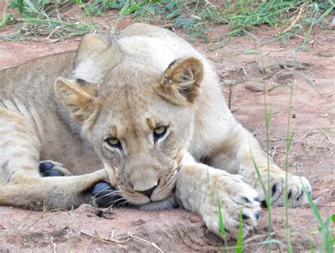 Animal Babies And Young Wildlife In Madikwe Game Reserve