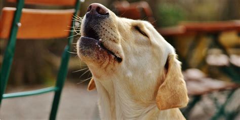 12 Reasons Dogs Howl Whine And Cry Furbo Dog Camera