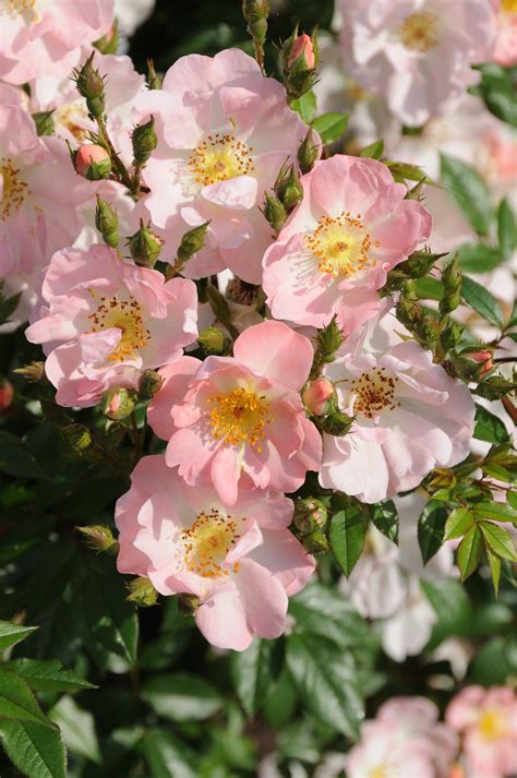 Large 6 7ft Specimen Climbing Rose Open Arms Soft Pink Flowers